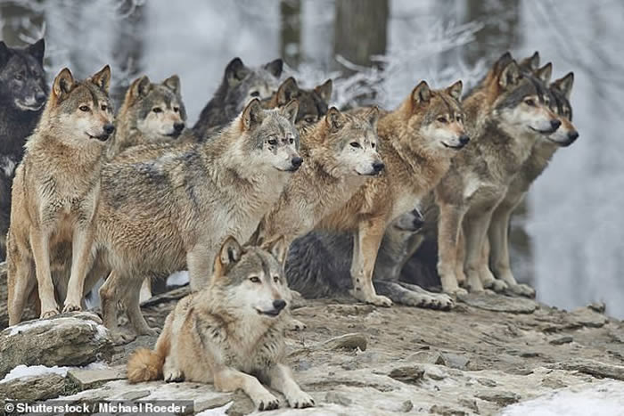 研究显示,狗是从狼群进化而来。