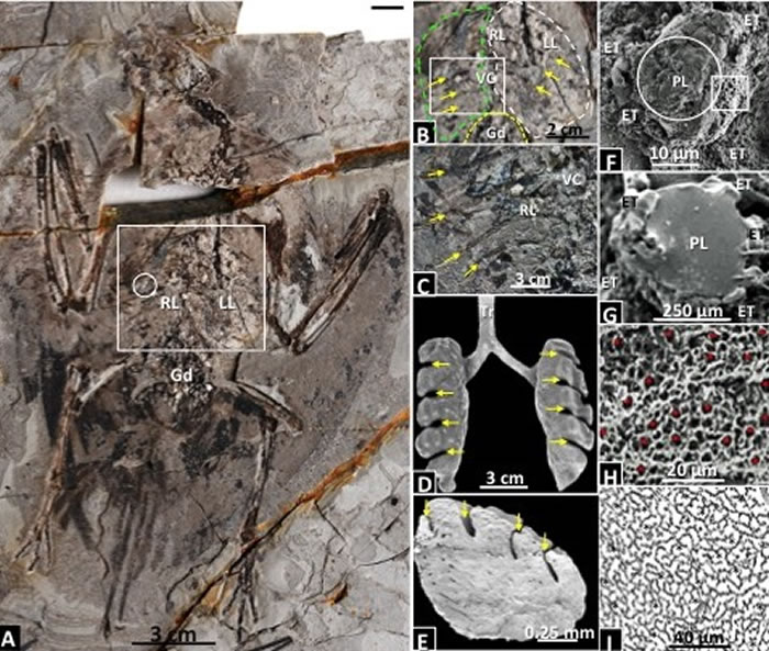 ʼ�ǹ������ִ�����β���΢�ṹ�ıȽ� ��������ͼ��