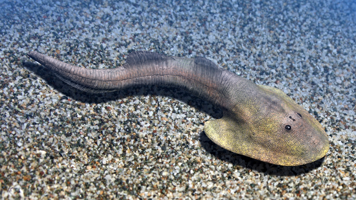 地球上第一批脊椎动物起源于浅水泻湖并在那里变得多彩多姿