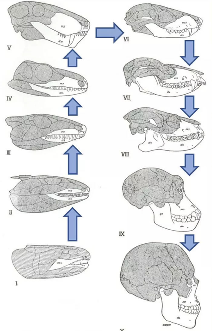 ����ͷ�Ǳ仯����ͷ��ʾ��