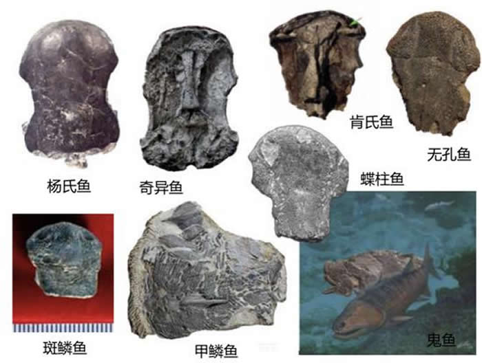 ��������Ļ�ʯ