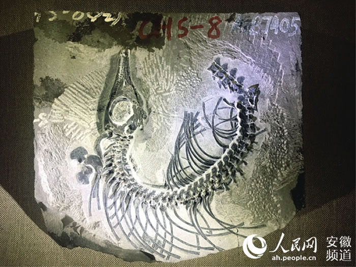 �����������������ճ���������Ⱥ��ר��չ�ڰ���ʡ���ʲ���������Ļ