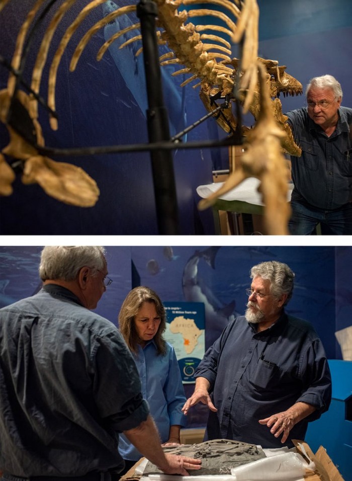 ʷ��ɭ��ѧ�Ὣչʾ��ǧ����ǰ�ĺ����������������ʯ