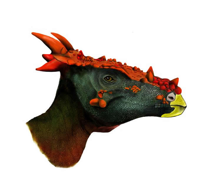 ��ͼ������ͷ��������ܵ���ò������ͷ�ǹ��������۵�װ���Թ�������͹��ƽ���׿���ͻ�����쳤����Ƭ��ƽ­�ǵı��档 ILLUSTRATION BY KARI S