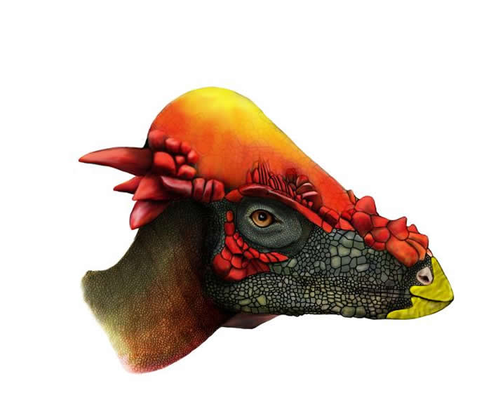 ��ͼ��ʾ�������ͷ������Ķ�ǣ�frontoparietal bone���������Կ��Ϸ��γɱ�־�Ե�񷶥�� ILLUSTRATION BY KARI SCAN