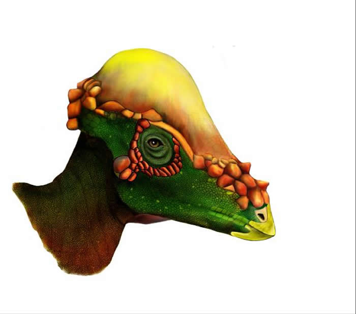 ��ͼ����һֻ�Ʋ��ѳ���ĺ�ͷ�����壬�ɿ�������񷶥״��Ǹ�����­�Ǻ󷽵���������١� ILLUSTRATION BY KARI SCANNELLA