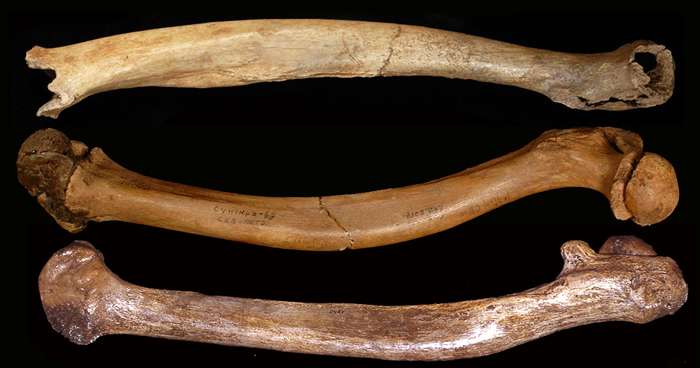 ���׷�ֳ�������������ձ����