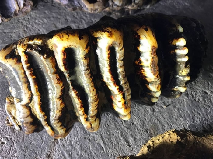 �����������Ⱥ�ܶ��з��ֽ�����ʯ