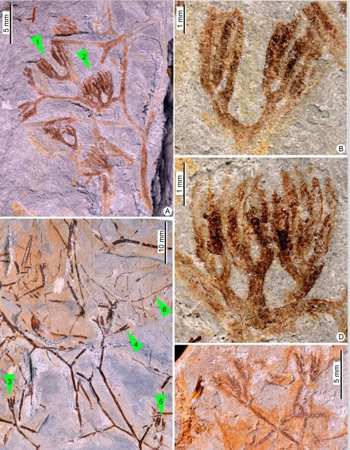 江西崇义阳岭的早泥盆世真叶类植物