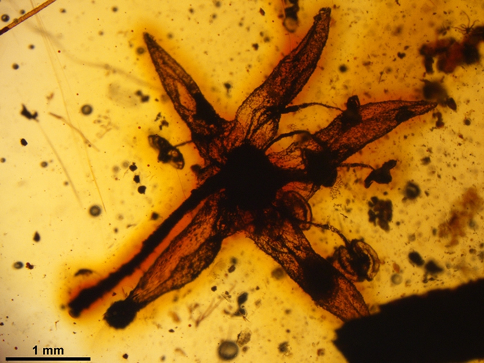 缅甸琥珀中发现真双子叶植物静子花