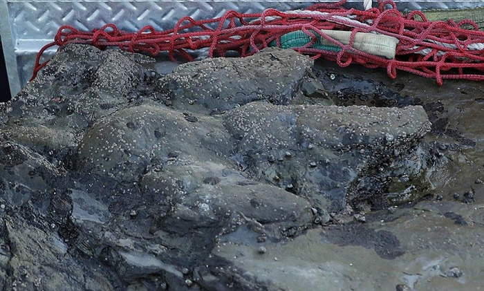 ��������˹ͼ����˹ʡ�����޽���Ŀ������ӡ��ʯ