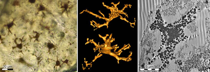 �״η�������֬����ʯ ��ζ��������Ѫ���ж���