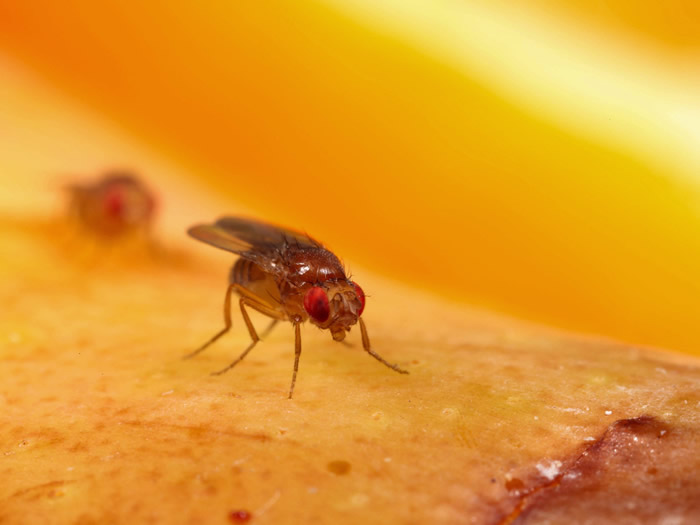 Ѱ��Ұ�����޹�Ӭ��������