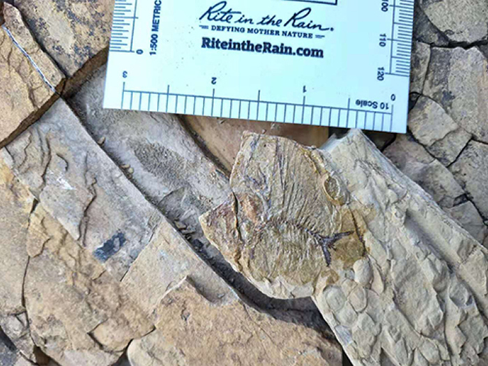 ���໯ʯ�·��֣���ϲ�� ��ͼ��