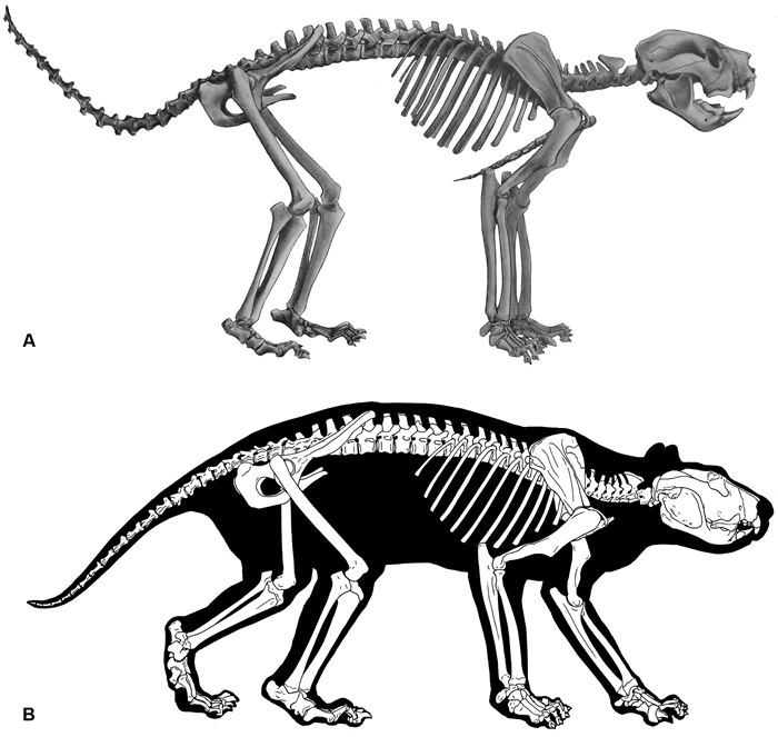 《PLOS One》:澳大利亚弗林德斯大学古生物学家重建袋狮完整骨骼