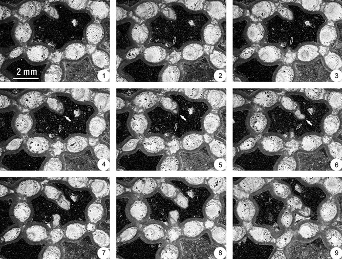 Halysites catenularius��ͨ�����ѿ�������µ�ɺ�����壨��ͷ��ʾ��