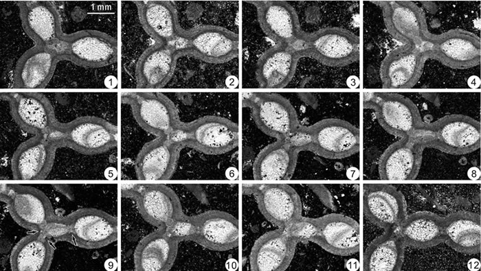 Halysites catenularius��ͨ����϶��ѿ�������µ�ɺ�����弰��״��֯���γɣ���ͷ��ʾ��