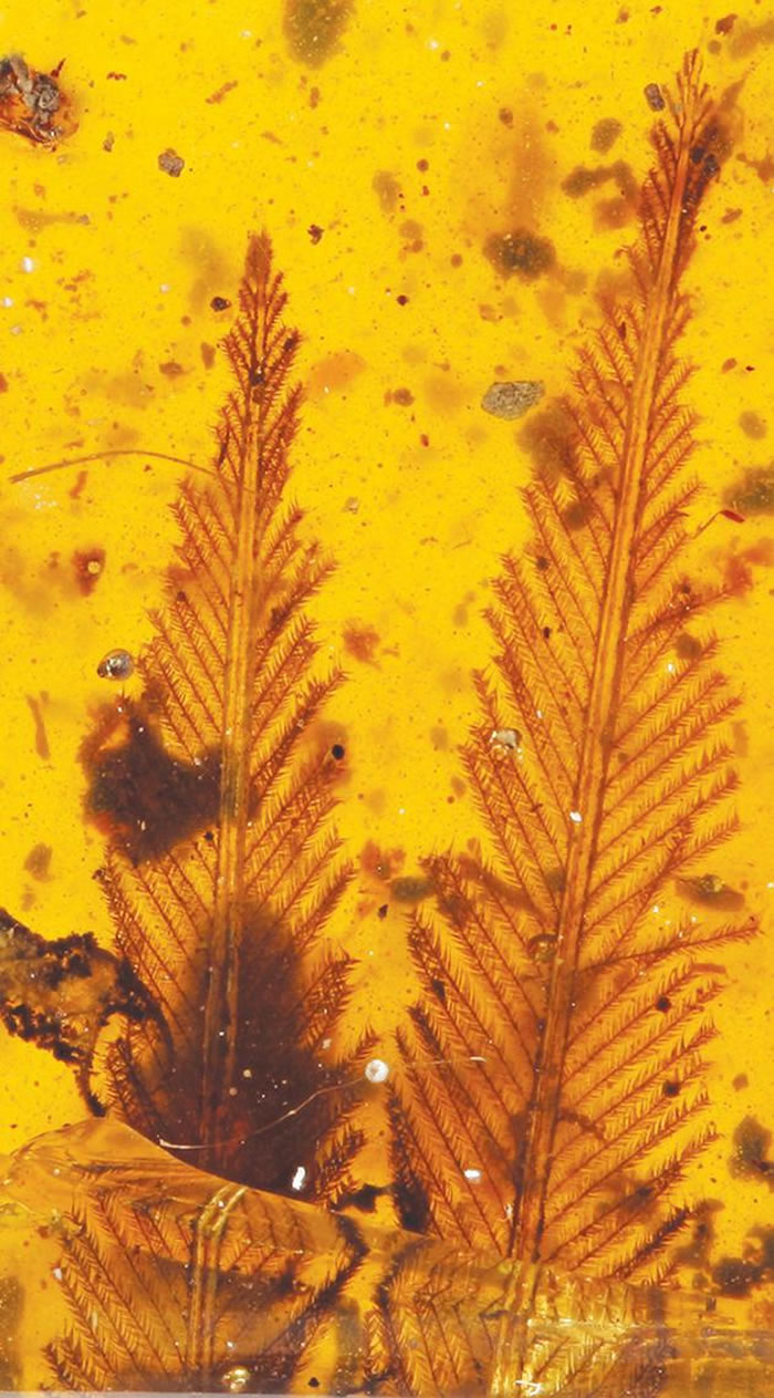 �ɶԳ��ֵ����������������ŷǳ���ֵ���̬