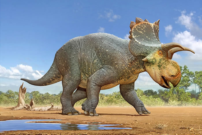 ��������ɣ�����ϲ������µĽ��������Crittendenceratops Krzyzanowski