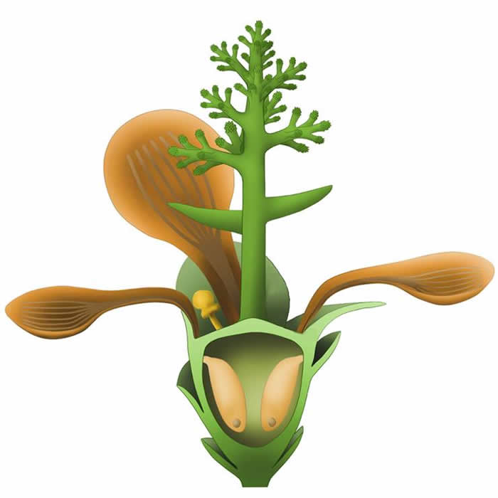 �й�������ѧ�ҷ��ֵ����ϵ�һ�仨����1.74����ġ��Ͼ�����