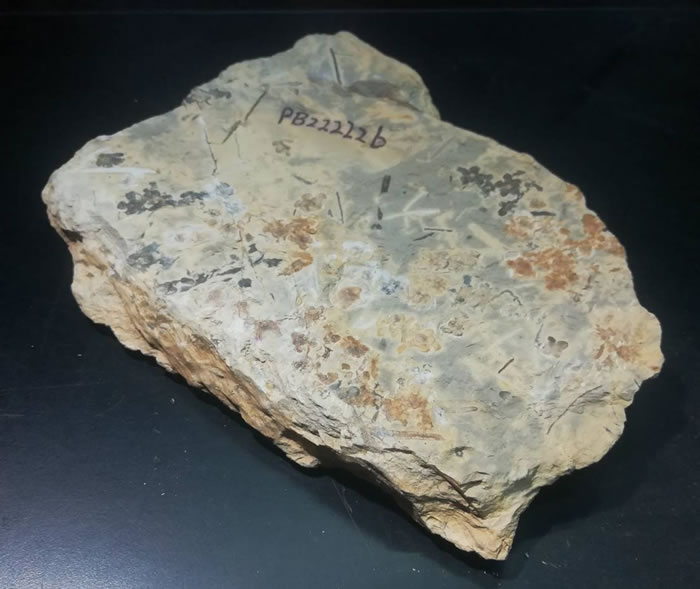 �й�������ѧ�ҷ��ֵ����ϵ�һ�仨����1.74����ġ��Ͼ�����