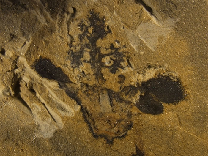 �й�������ѧ�ҷ��ֵ����ϵ�һ�仨����1.74����ġ��Ͼ�����