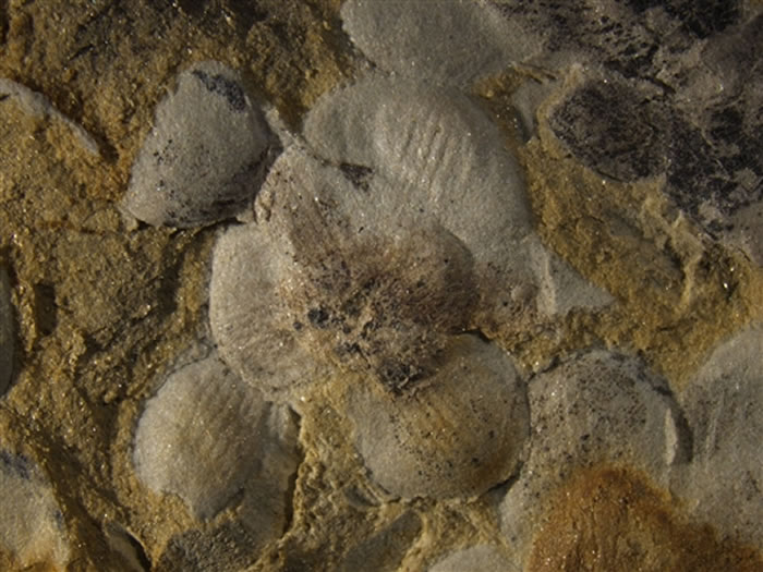 �й�������ѧ�ҷ��ֵ����ϵ�һ�仨����1.74����ġ��Ͼ�����