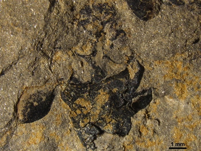 �й�������ѧ�ҷ��ֵ����ϵ�һ�仨����1.74����ġ��Ͼ�����