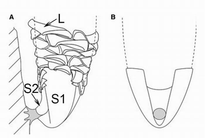 Paterimitra pyramidalis��ԭͼ