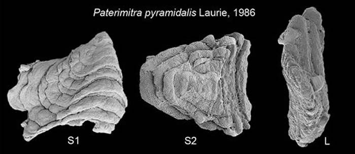 ������鷢�ֵ�Paterimitra pyramidalis ��3�ֹ�Ƭ