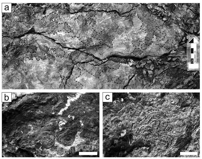 ������-���������а�����Duwibong���в�׺���-̦޺�潸Ұ����Ƭ��A. ��ĭ��׺�����̦޺����໥�ѵ��γ���״�Ľ���ܣ�B. ����ܵ�ϸ����ʾ�Ƶ���ʯ״��