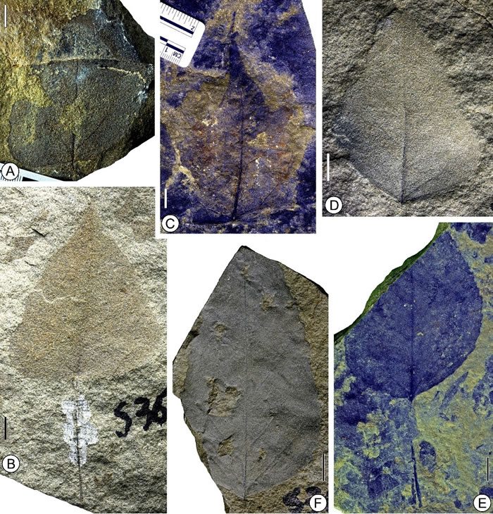 渐新世最晚期冈仁波齐组杨属化石