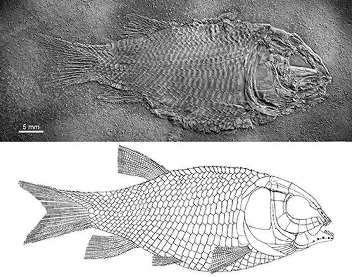 ���ϸ�Դ�����ͱ걾�͸�ԭͼ �����Թ�ͼ��