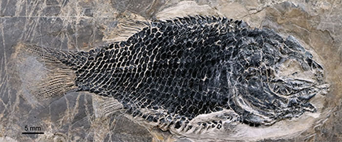 ���ϸ�Դ����һ�����걾�����Թ�ͼ��