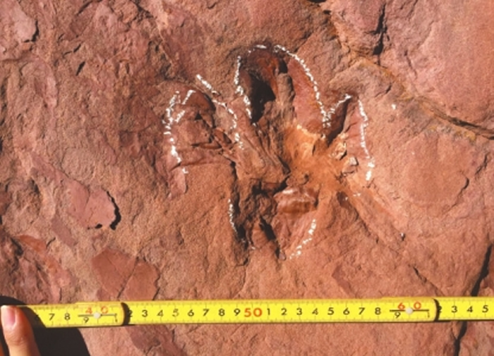 �й���׳�۵Ŀ����㼣��ʯȺ���������޸¿����㼣Ⱥ