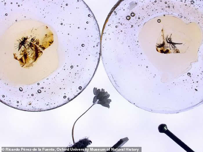 ���桰�����������׸���ʯ֤�ݣ�����������з���4ֻ1.3����ǰ�ոշ���������