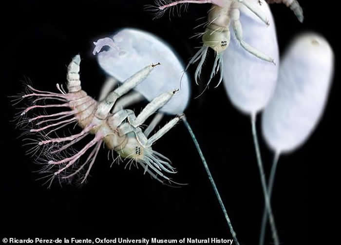 ���桰�����������׸���ʯ֤�ݣ�����������з���4ֻ1.3����ǰ�ոշ���������