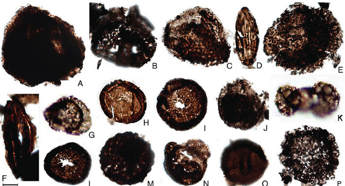 藏南白垩系代表性孢粉属种