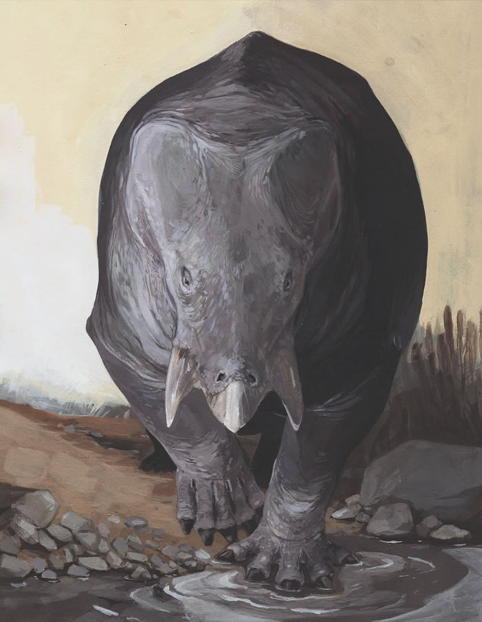 �����ϲ����ִ�����С��ԭʼ���鶯��Lisowicia bojani