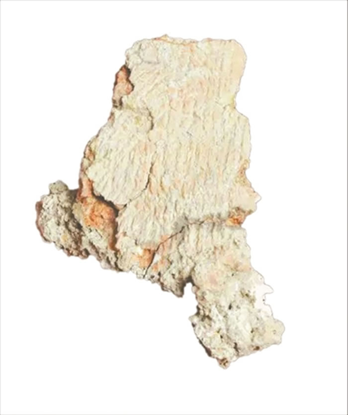 �㶫���������