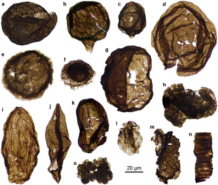 ���ݹ���ʹ��빵���л��ʱ�΢�廯ʯ������