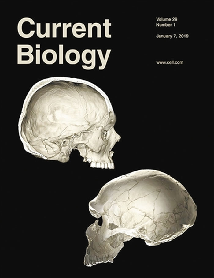 �о�ȷ���ᰲ�����˵�DNA����Ƭ�ζ��ִ���­����״�ȵ�Ӱ��