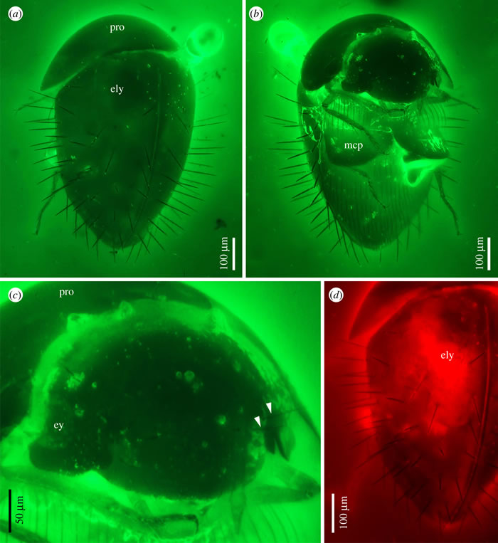 ��������з���������ص�ȭ�׿����滯ʯ