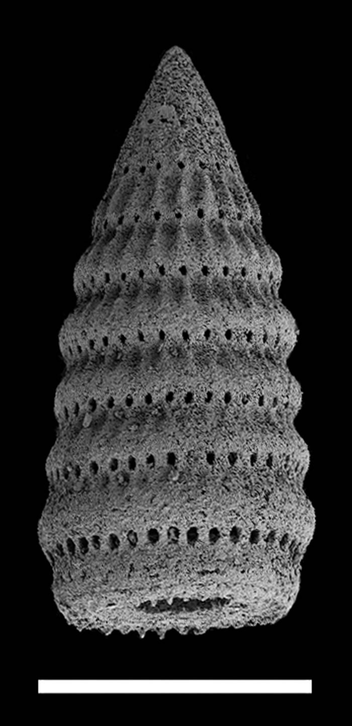 ��³�ز�����ϴ��·��ֵķ���滯ʯ��֤��ظ�ԭ������󺣵������ݼ�