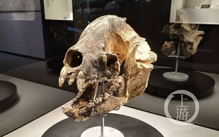 ������Ȼ����ݡ���èʱ���������ش���è��ǰ����������չ