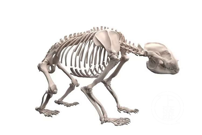 ������Ȼ����ݡ���èʱ���������ش���è��ǰ����������չ