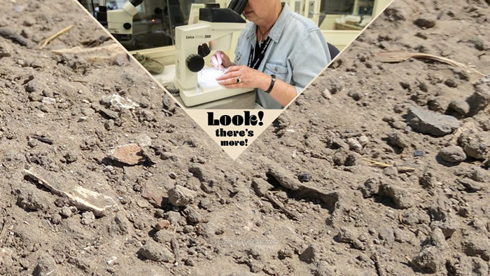 ��ѧ����������������ʯSueʱ��������������Galagadon