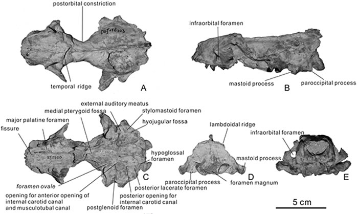 ��ͺ�̡��ͷ�ǣ�������� ��ͼ��