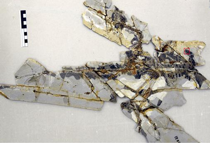 ���ڱ����о��Ľ������걾��STM0-214����ȡ��λ���ú�ɫ���ʾ