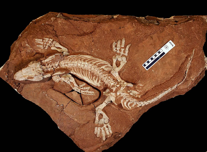 �¹����ֵ�Orobates pabsti��ʯ��ս�����������������ƶ����о�